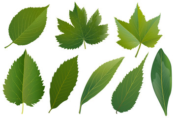 Naklejka na ściany i meble Summer, spring leaves set. Green flat icon. vector, Isolated on white