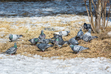 Wild pigeons walk on a yellow grass near snow in the spring wood.