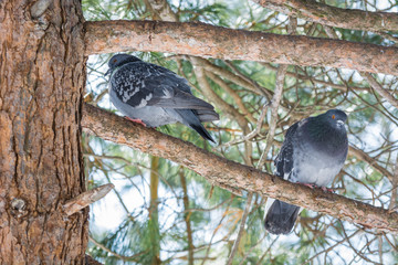 Full pigeons sit on branches of pine tree in spring wood.
