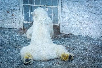 Polar bear collapsed in the zoo aviary