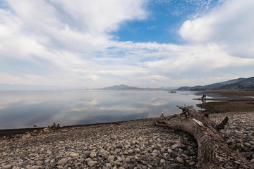 Logs on the shore of water dam Convento Viejo, VI Region, Chimbarongo, Chile