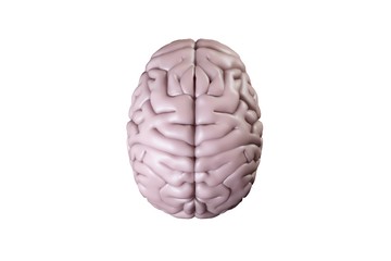 Digitally generated brain on white background