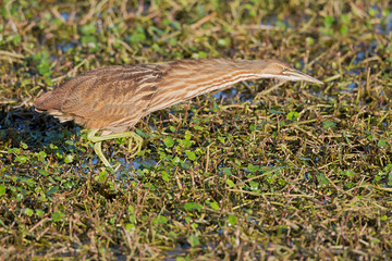 American Bittern (Botaurus Lentiginosus)