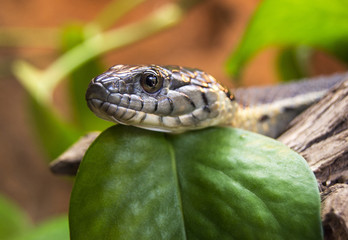 Resting Snake