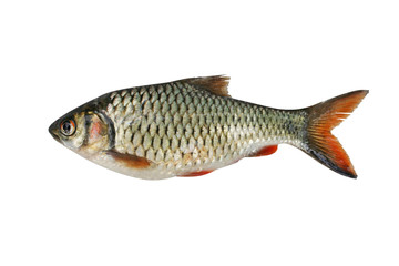 Tropical fish Siamese mud carp,small freshwater,asia isolated on white background
