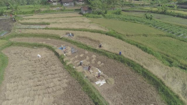 Harvesting rice farm aerial view 4K RAW,  Yogyakarta, Indonesia - April 2018