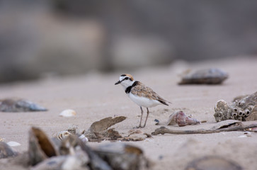 Malaysian plover, Birds are hatching eggs.