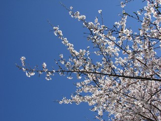 Pretty white blooms on the tree branches in spring with cloudless blue sky.
