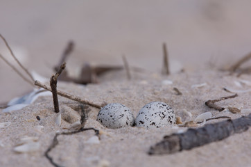 Malaysian plover, Birds are hatching eggs.