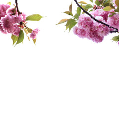 Background frame with beautiful spring landscape