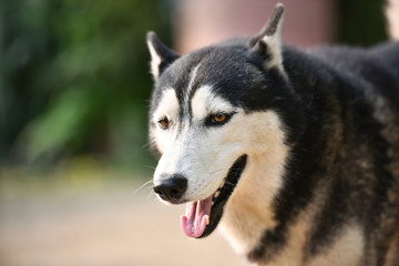Portrait of Siberian Husky