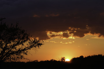 Sunset Tree
