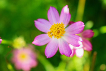 Edible Cosmos Pollen