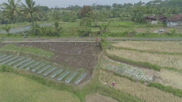 Rice farm environment in aerial 4K original footage,  Yogyakarta, Indonesia - April 2018