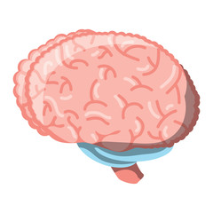 human brain icon over white background, colorful design. vector illustration