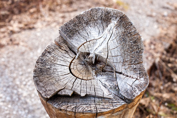 wood rings texture, cracked wooden cut