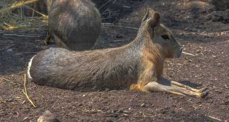 Earth Toned Fur on a Capybara Sitting on the Ground