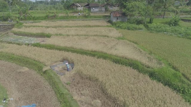 Aerial close view of rice field harvest,  Yogyakarta, Indonesia - April 2018