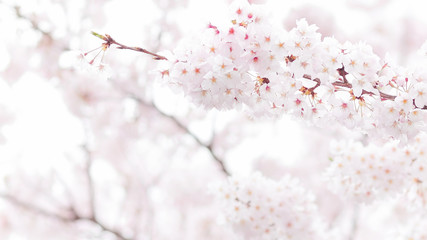 桜の花 3