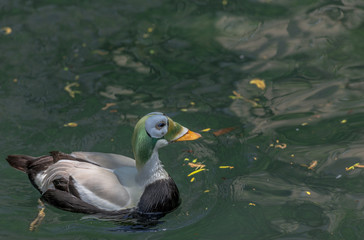 Distinctive Green and White Plumage on a  Male Spectacled Eider on a Pond