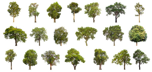collections green tree isolated. green tree  isolated on white background. - Powered by Adobe