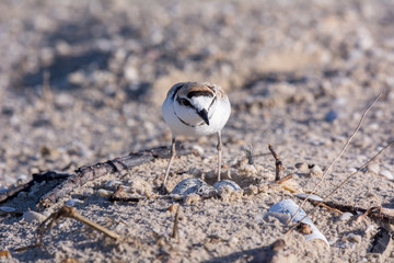 Malaysian plover, Birds are hatching eggs.