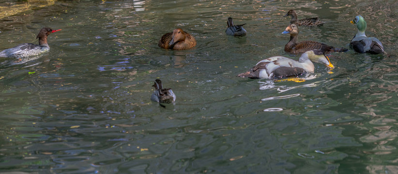 Green, Tan, White, and Orange Plumage on a Variety of Ducks in a Pond