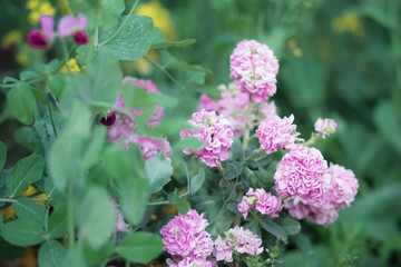 八重咲きのストック