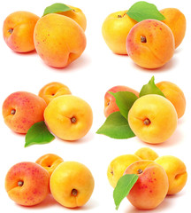 Apricot fruit