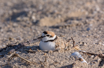 Malaysian plover, Birds are hatching eggs.