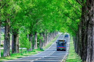 Fototapeten Bus fährt auf einer frischgrünen, von Bäumen gesäumten Straße © pentax_man