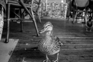 Malcesine Lago di Garda