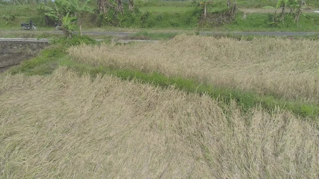 Aerial cinematic backward view harvest rice field,  Yogyakarta, Indonesia - April 2018