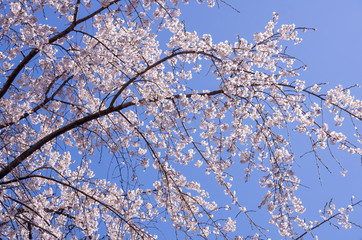 青空と枝垂桜