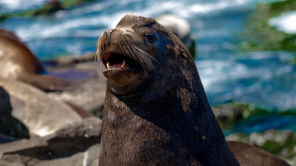 hungry seal