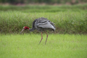 Sarus crane in the green rice field