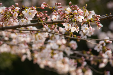 咲き始めの桜