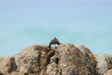 Close up , Crab up on the rock with sea background 