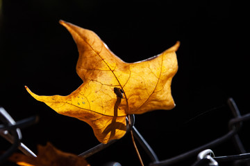 Yellow leaf glowing in sunlight on black background - Autumn concept
