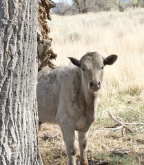 Cute young curious cow