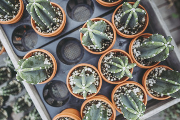 たくさん並ぶサボテンの鉢