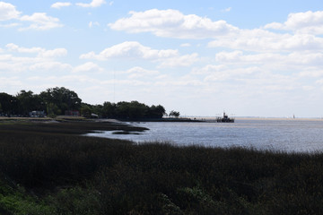 reeds on the coast of the ocean