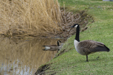 Canada Geese