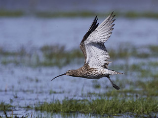 Eurasian curlew (Numenius arquata)