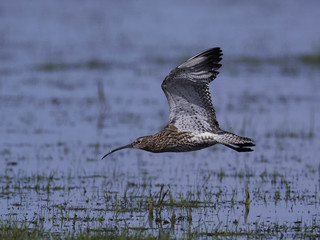 Eurasian curlew (Numenius arquata)