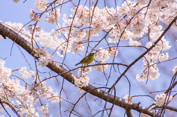 枝垂桜の枝にとまるメジロ