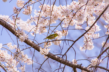 メジロと桜