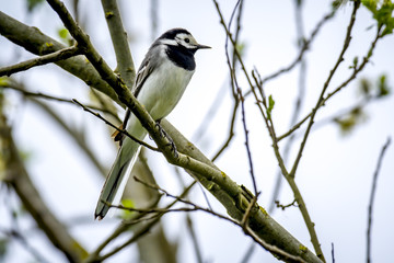 Wagtail sits on a branch
