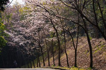 Fototapeta premium 桜並木