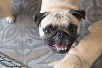 pug dog